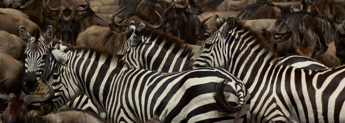 Mixed herds of Burchell’s zebra and wildebeest on the move in the plains of the Serengeti. Serengeti National Park, Tanzania.!''