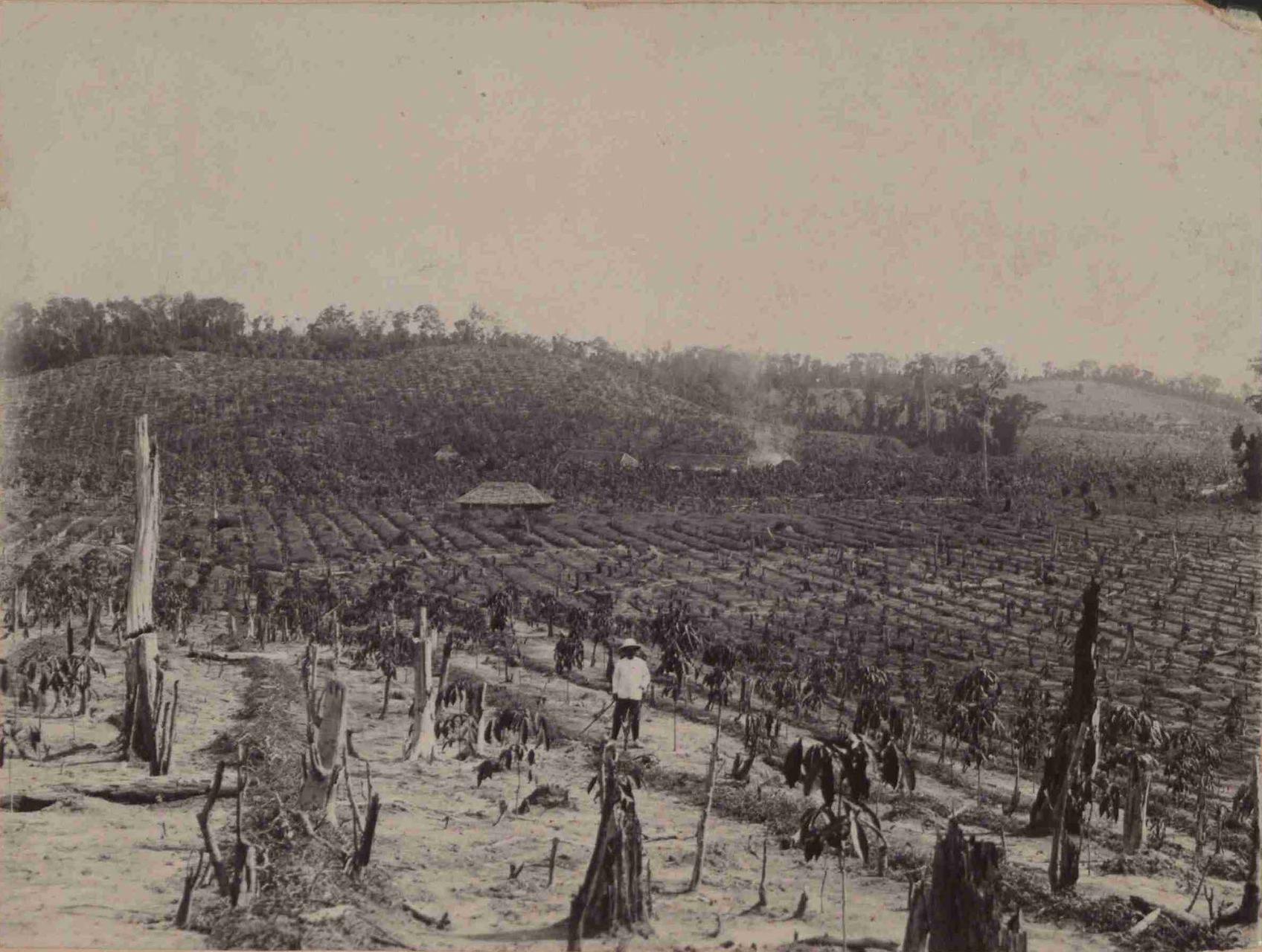 Rubber Estate clearing of young rubber, 1900s. CO 1069/522/54